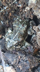 Anaxyrus boreas halophilus
