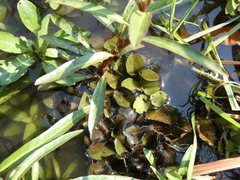 Ludwigia adscendens