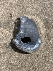 Struthiolaria papulosa