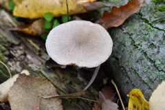 Coprinopsis melanthina