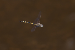 Hemicordulia intermedia