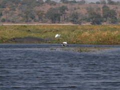 Vanellus crassirostris