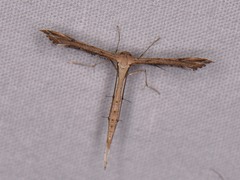 Stenoptilodes taprobanes