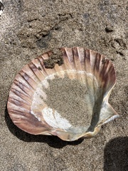 Pecten novaezelandiae