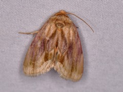 Chamaeclea basiochrea