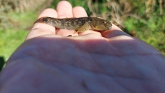 Padogobius nigricans