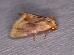Chamaeclea basiochrea