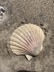 Pecten novaezelandiae