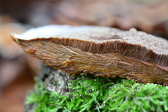 Inonotus cuticularis