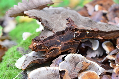 Inonotus cuticularis