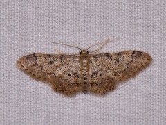 Idaea pervertipennis