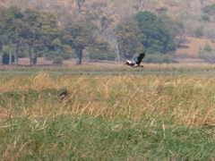 Plectropterus gambensis