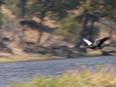 Plectropterus gambensis