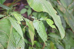 Lycianthes