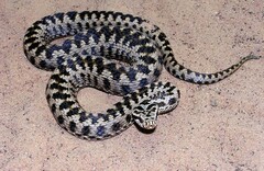 Vipera aspis zinnikeri