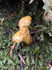 Hypomyces lactifluorum