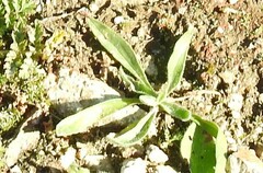 Plantago lagopus