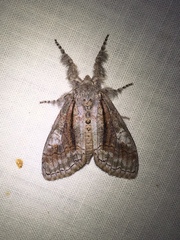 Dasychira obliquata