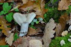 Russula atropurpurea