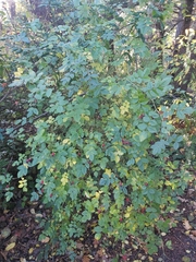 Rosa gymnocarpa