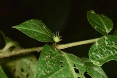 Lycianthes