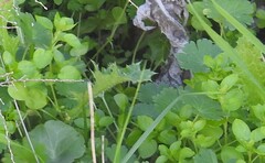 Stellaria media