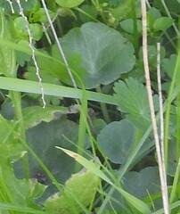 Umbilicus rupestris