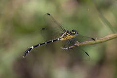 Austrogomphus amphiclitus