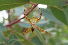 Argiope kochi