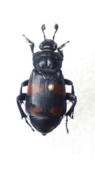 Nicrophorus hebes