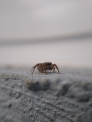 Mexigonus