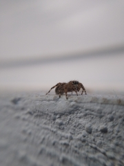 Mexigonus