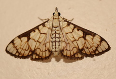 Aphytoceros lucusalis