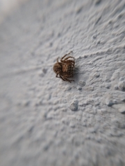 Mexigonus