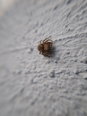 Mexigonus