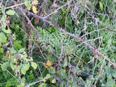 Vicia sativa nigra