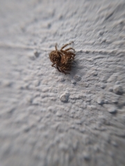 Mexigonus