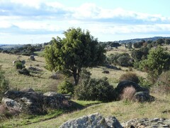 Juniperus oxycedrus
