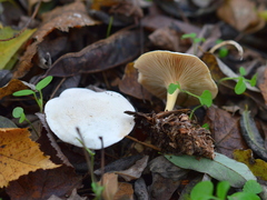 Clitocybe phyllophila