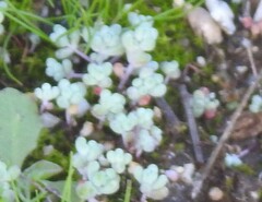 Sedum pedicellatum