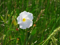 Rhabdadenia biflora