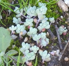 Sedum pedicellatum