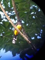 Trogon melanocephalus