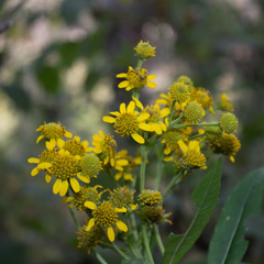 Verbesina virgata