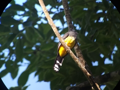 Trogon melanocephalus