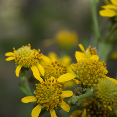 Verbesina virgata