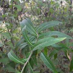 Verbesina virgata