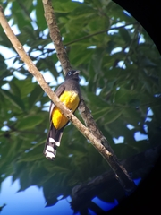 Trogon melanocephalus