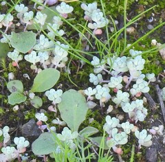 Sedum pedicellatum