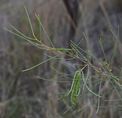 Acacia tenuissima